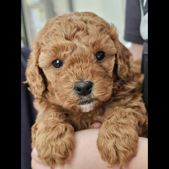 Cavapoo - Both