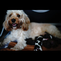 Cavapoo - Both