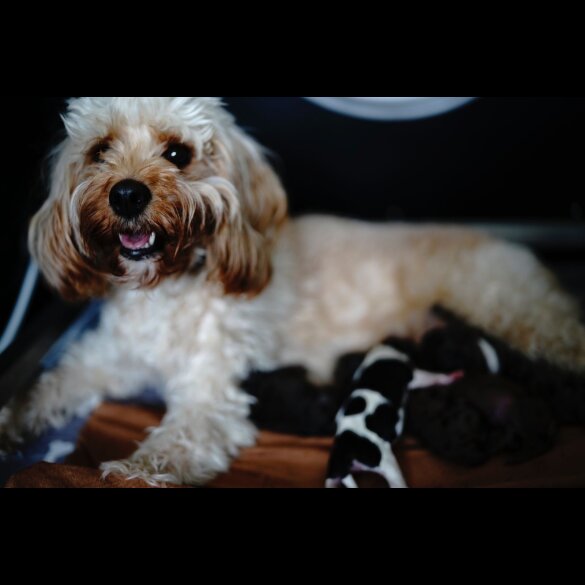 Cavapoo - Both