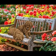 Cavapoo - Both
