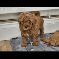Cavapoo - Both