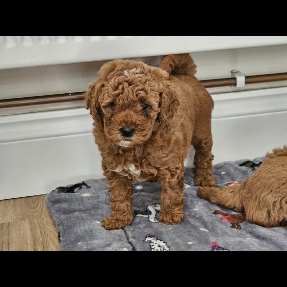 Cavapoo - Both