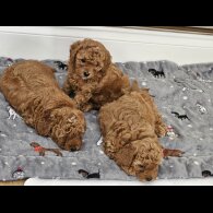 Cavapoo - Both