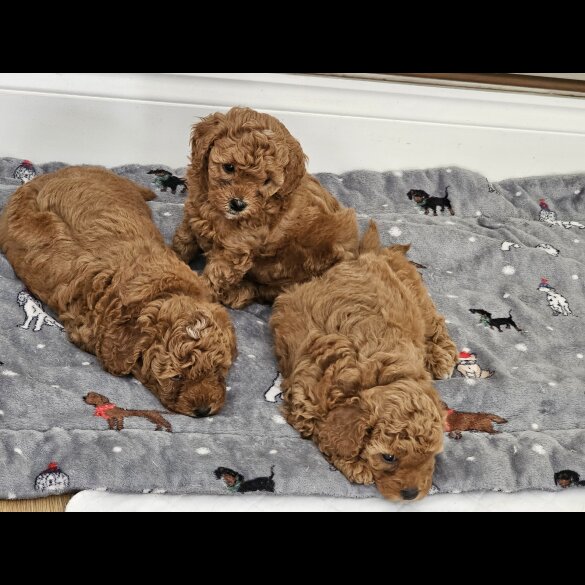 Cavapoo - Both