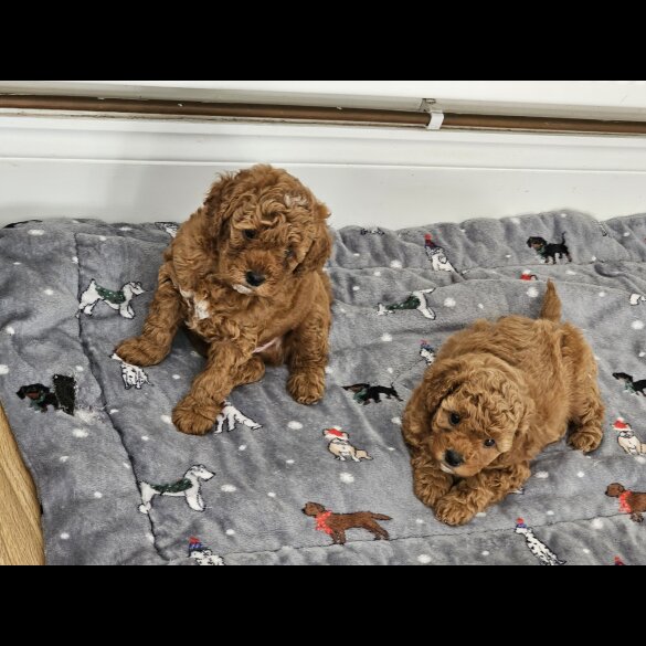Cavapoo - Both