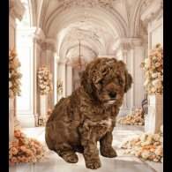 Cavapoo - Both