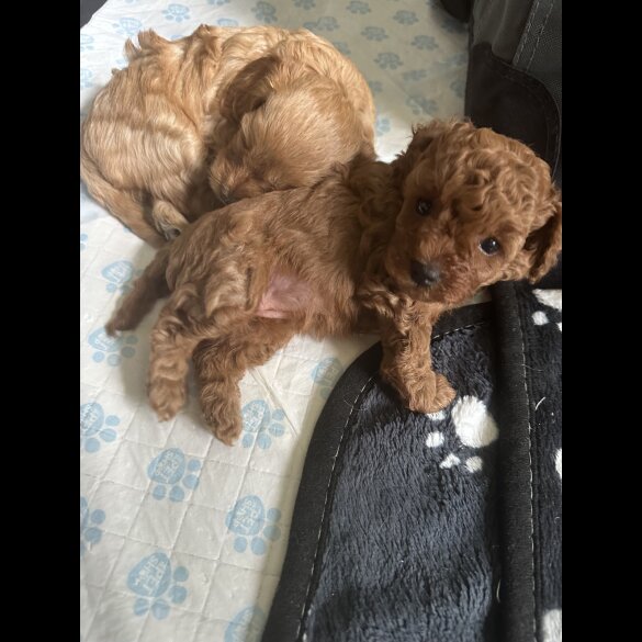 Cavapoo - Both