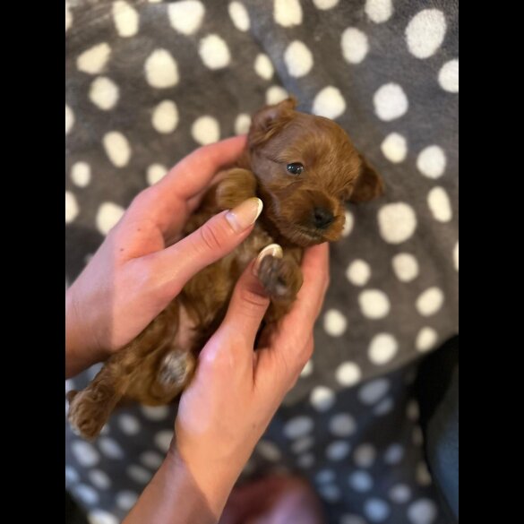 Cavapoo - Both