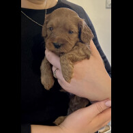 Cavapoo - Both