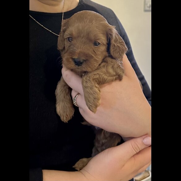 Cavapoo - Both