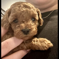 Cavapoo - Both