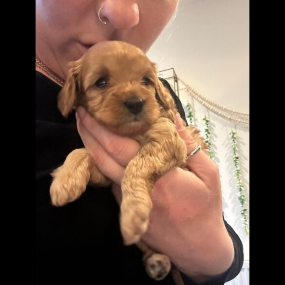 Cavapoo - Both