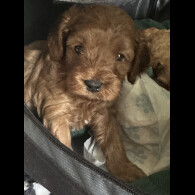 Cavapoo - Both