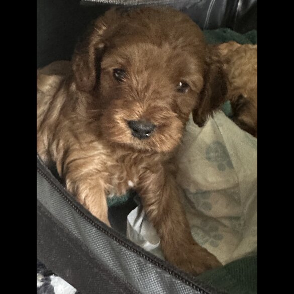 Cavapoo - Both
