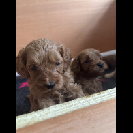 Cavapoo - Both