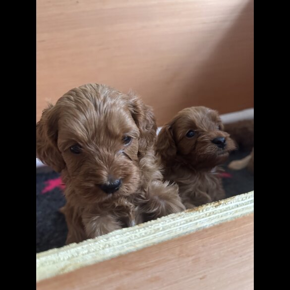 Cavapoo - Both