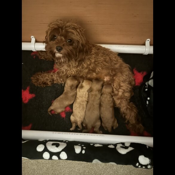 Cavapoo - Both