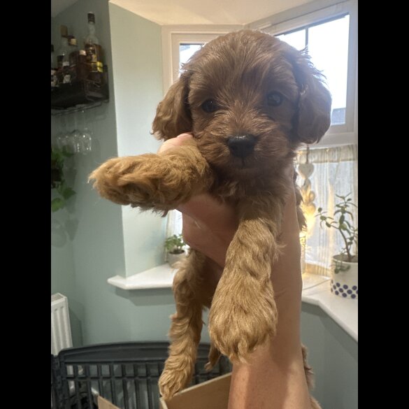 Cavapoo - Both