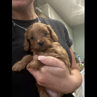 Cavapoo - Both