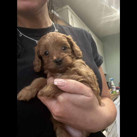 Cavapoo - Both