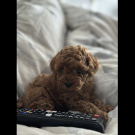 Cavapoo - Both