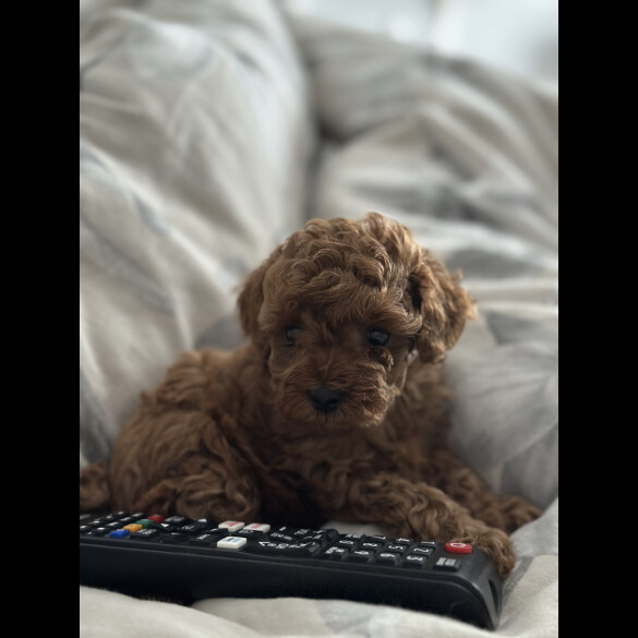 Cavapoo - Both