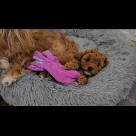 Cavapoo - Both