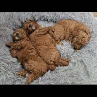 Cavapoo - Both