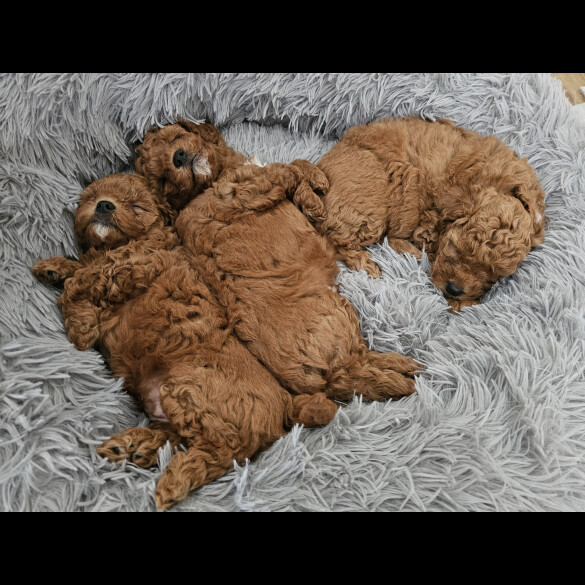 Cavapoo - Both