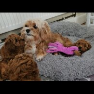 Cavapoo - Both