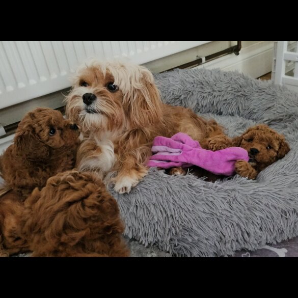 Cavapoo - Both