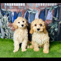 Cavapoo - Both