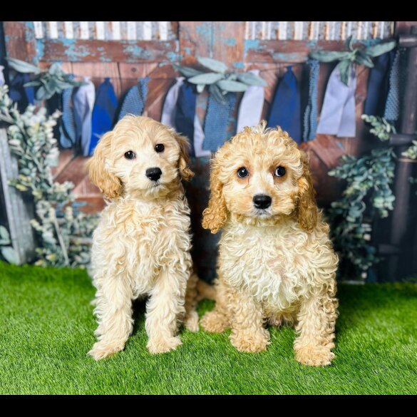 Cavapoo - Both