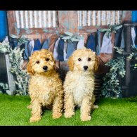 Cavapoo - Both
