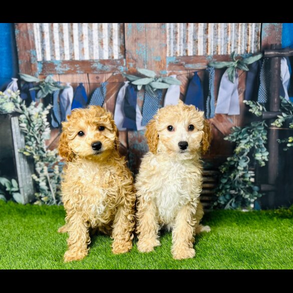 Cavapoo - Both