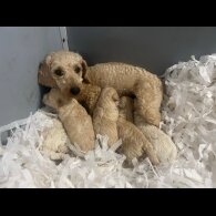 Cavapoo - Both