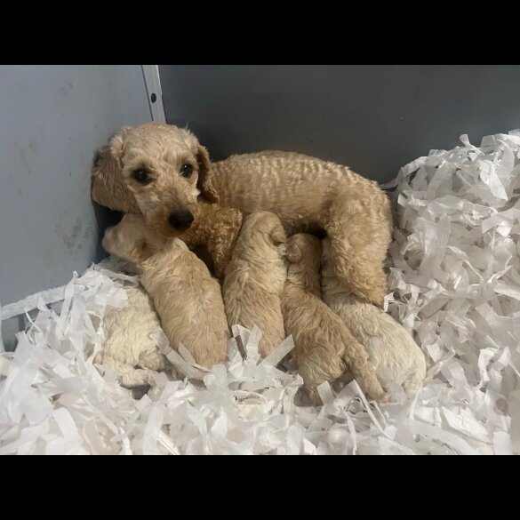 Cavapoo - Both