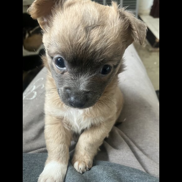 Chihuahua - Both
