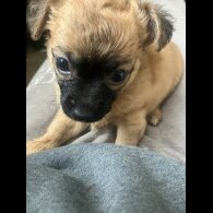 Chihuahua - Both