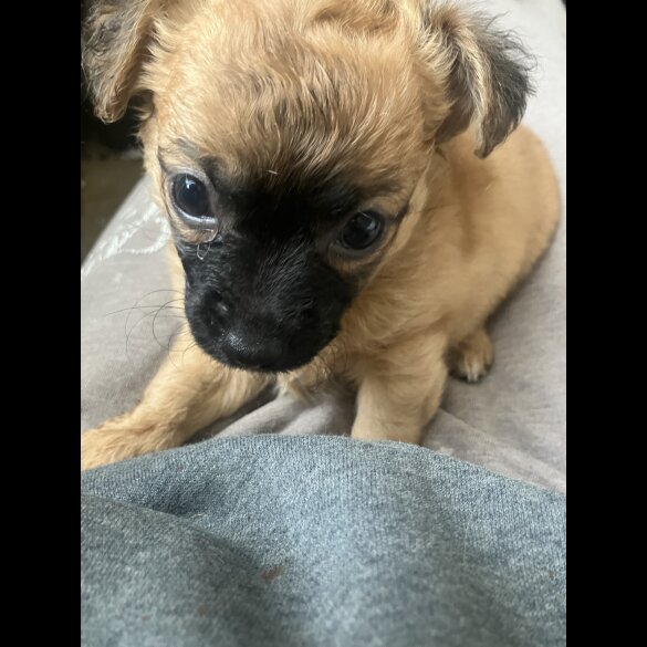Chihuahua - Both