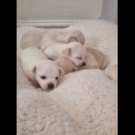 Chihuahua - Dogs