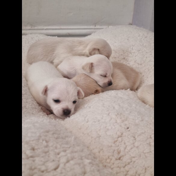 Chihuahua - Dogs