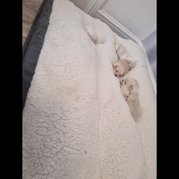 Chihuahua - Dogs