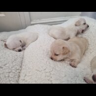 Chihuahua - Dogs