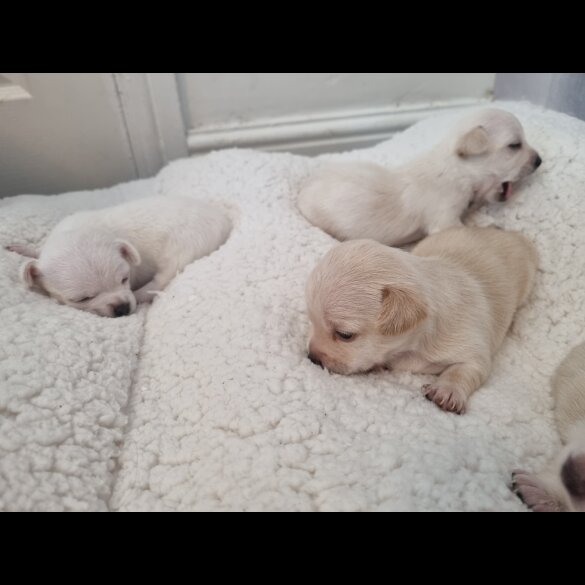 Chihuahua - Dogs