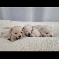 Chihuahua - Dogs