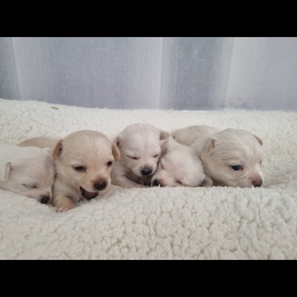 Chihuahua - Dogs