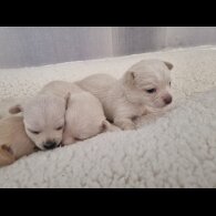 Chihuahua - Dogs