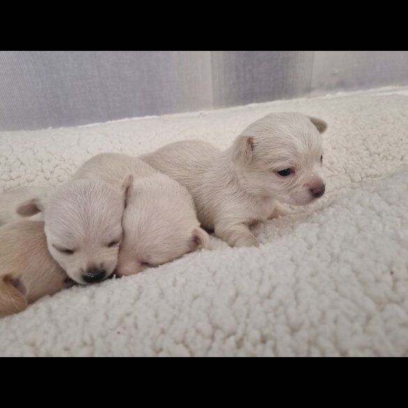 Chihuahua - Dogs