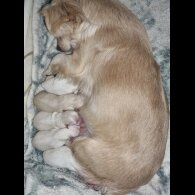 Chihuahua - Dogs